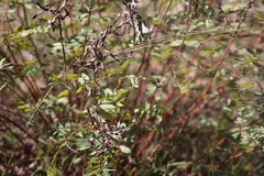 Indigofera suffruticosa