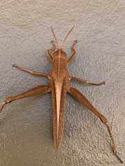 Schistocerca damnifica