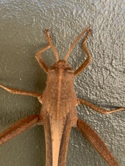 Schistocerca damnifica