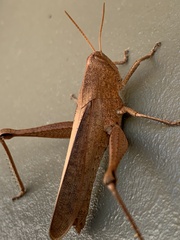 Schistocerca damnifica