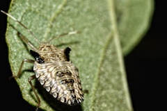 Edessa leucogramma