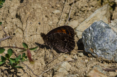 Erebia montanus