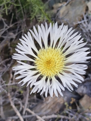 Plectocephalus floccosus