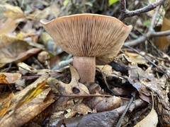 Russulales