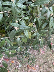 Viburnum rhytidophyllum