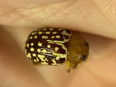 Blepharida jacobyana