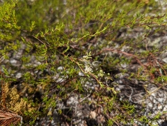 Polygonum dentoceras