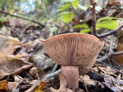 Russulales