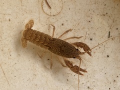 Cambarus