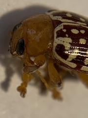 Blepharida jacobyana