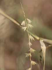 Bouteloua rigidiseta