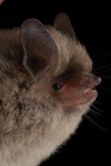 Myotis atacamensis