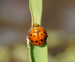 Harmonia octomaculata