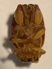 Blepharida jacobyana