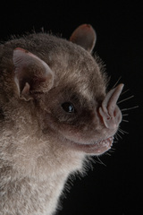 Artibeus fraterculus