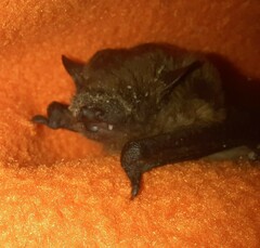 Nycticeius humeralis