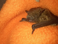 Nycticeius humeralis