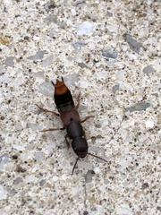 Platydracus cinnamopterus