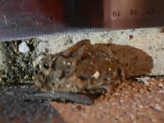 Nycticeius humeralis
