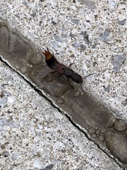 Platydracus cinnamopterus