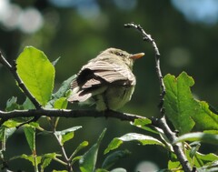 Hippolais icterina