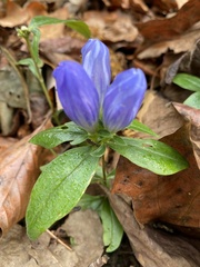 Gentiana saponaria