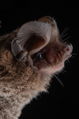 Nyctinomops aurispinosus