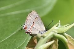 Calycopis