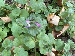 Lamium