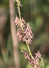 Indigofera suffruticosa