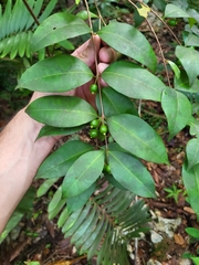 Eugenia pseudopsidium