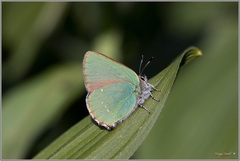 Callophrys rubi