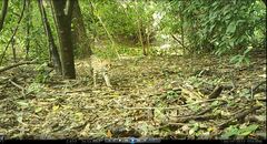 Leopardus pardalis mitis