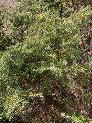 Juniperus communis