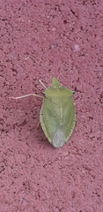 Chlorocoris distinctus