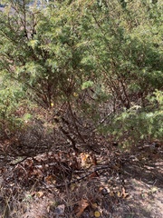 Juniperus communis