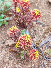 Quinchamalium chilense
