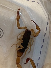 Centruroides ochraceus