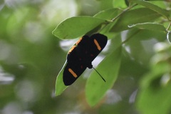 Melanis electron