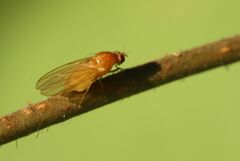 Calliopum