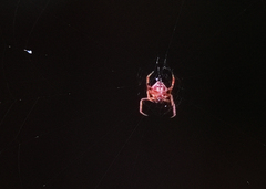 Verrucosa