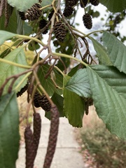 Alnus glutinosa