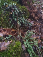 Asplenium trichomanes quadrivalens