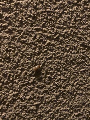 Ectobius vittiventris