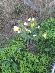 Oenothera oehlkersi