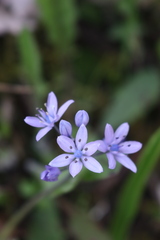 Scilla