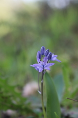 Scilla