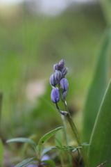 Scilla