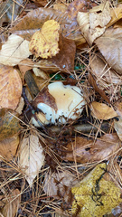 Russula lutea
