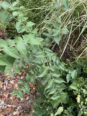 Lonicera